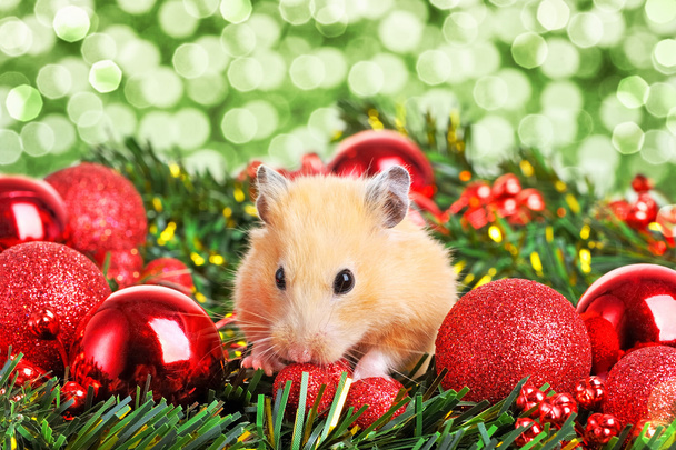 Pequeno hamster engraçado
 - Foto, Imagem