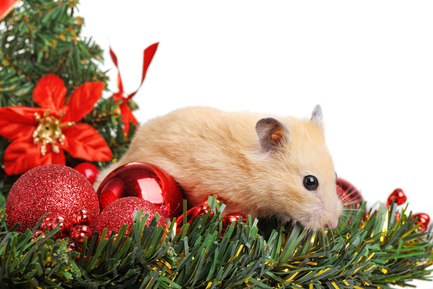 Pequeno hamster engraçado
 - Foto, Imagem