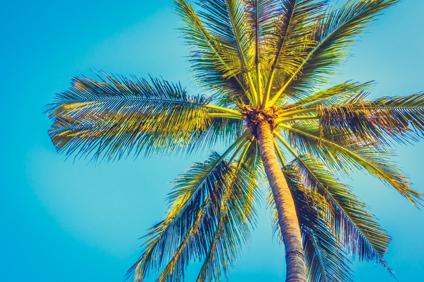 Kokosnoot palmbomen - Foto, afbeelding