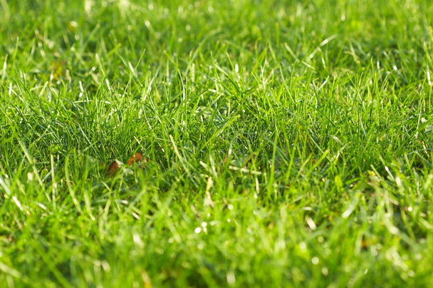 Jeune herbe verte juteuse
 - Photo, image