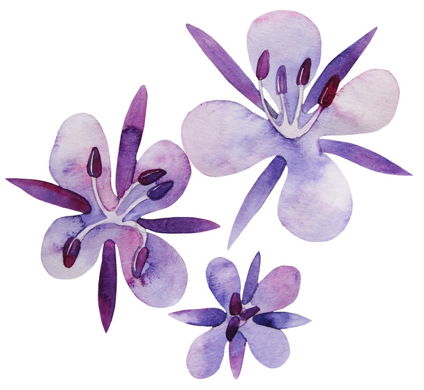 Акварель вузьколистий квіти
 - Фото, зображення
