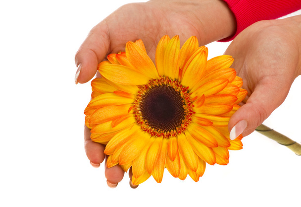Yellow flower in hand - Photo, image
