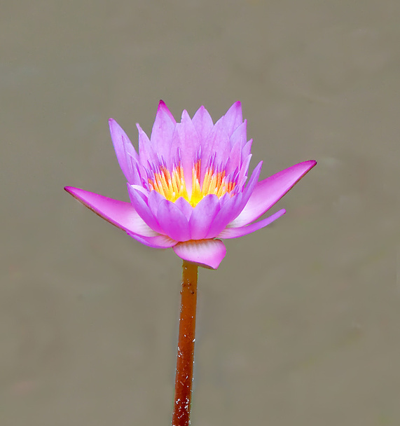 Lotus - Fotografie, Obrázek