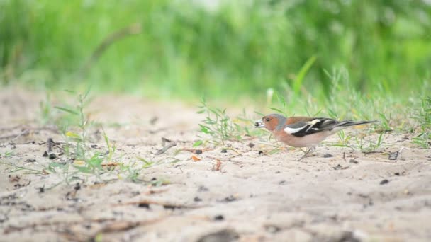 Male common chaffinch forages on sandy ground in summer - Footage, Video