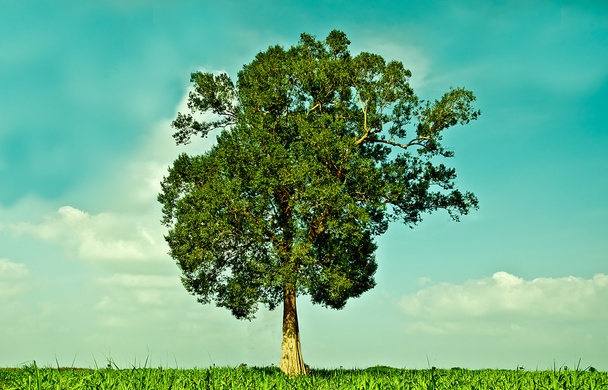 Le grand arbre vert qui pousse dans le champ
 - Photo, image