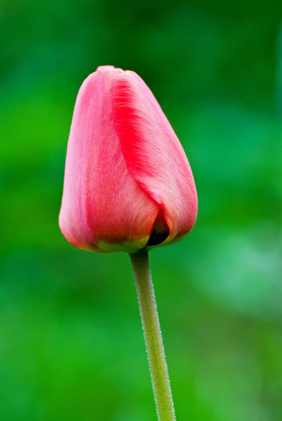 tulipano rosso su sfondo
 - Foto, immagini