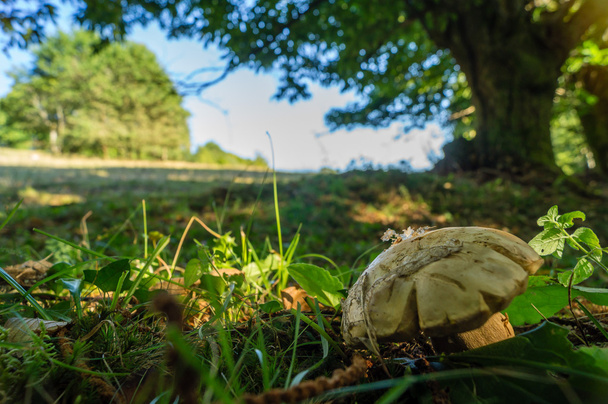 A cep in the grass at the limit of the forest and meadow - Photo, Image