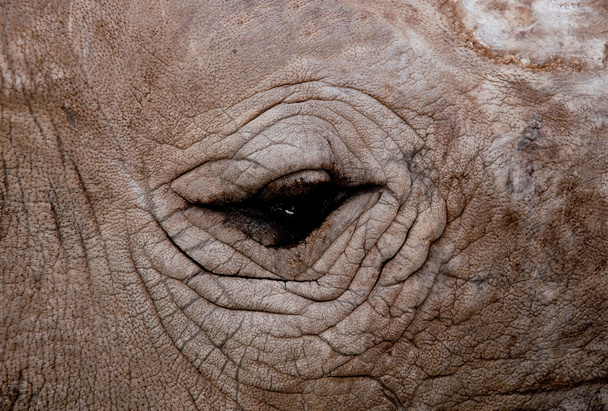 O olho de close-up de rinoceronte
 - Foto, Imagem