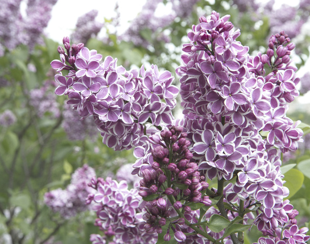 Flores lilases
 - Foto, Imagem