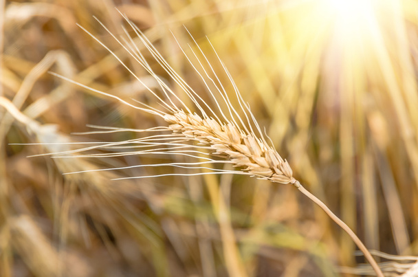 ripe ear of wheat - Photo, Image