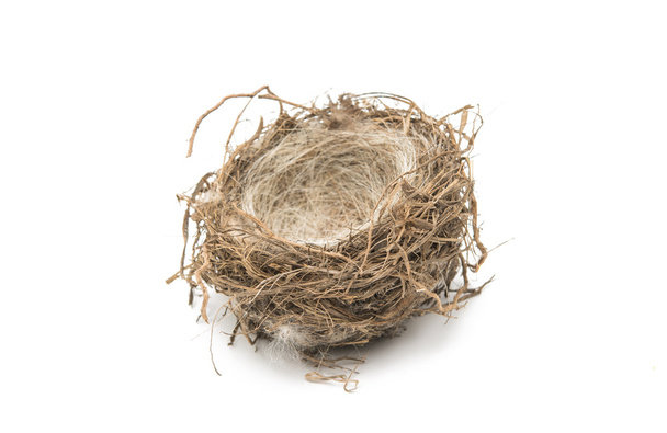 Пташине гніздо ізольовані
  - Фото, зображення
