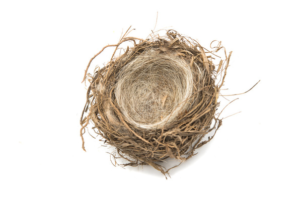 Пташине гніздо ізольовані
  - Фото, зображення
