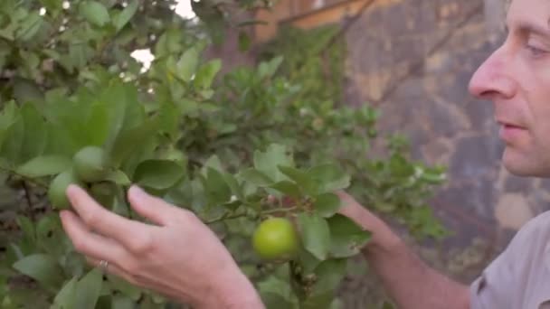 Middle aged man inspects a lime tree in slow motion with a steadicam. - Footage, Video