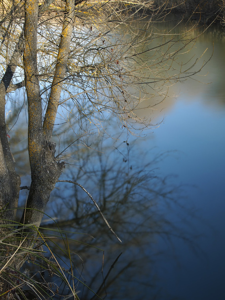 Strom na břehu řeky - Fotografie, Obrázek