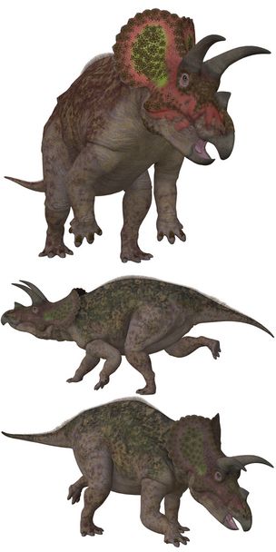 Triceratops - Foto, Bild