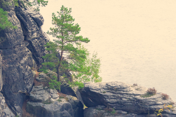 Kaya üzerinde kozalaklı ağaç - Fotoğraf, Görsel