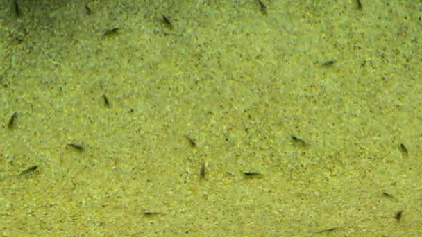 Γαρίδα, κοινώς γνωστό ως caridean γαρίδες - Πλάνα, βίντεο