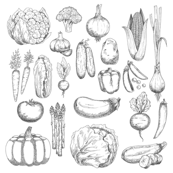 Wholesome farm vegetables sketches set - Vector, Imagen