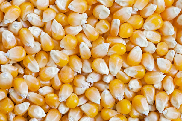 Corn - Fotoğraf, Görsel