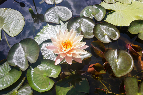 witte lotusbloem - Foto, afbeelding