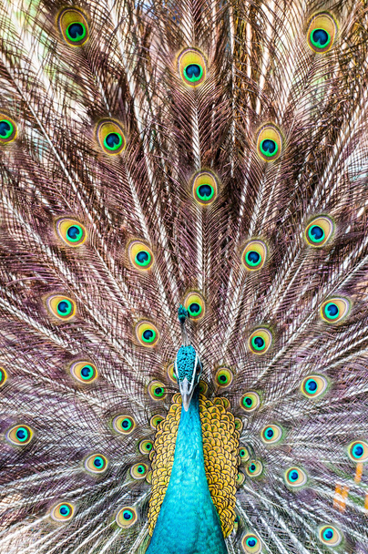 gyönyörű páva színes tollakkal közeli portréja - Fotó, kép