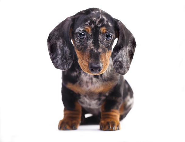  Dachshund puppy marble color - Foto, Bild