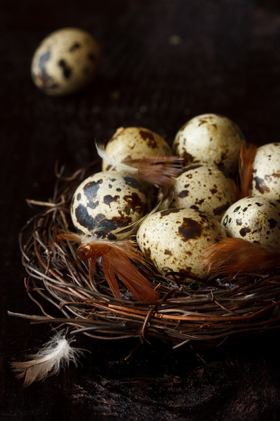 Quail eggs. - Photo, Image