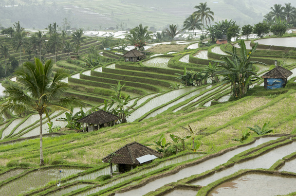 Terraced Rice Field Organic farming - Foto, afbeelding