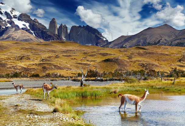 Torres del paine, Patagonie, chile - Fotografie, Obrázek
