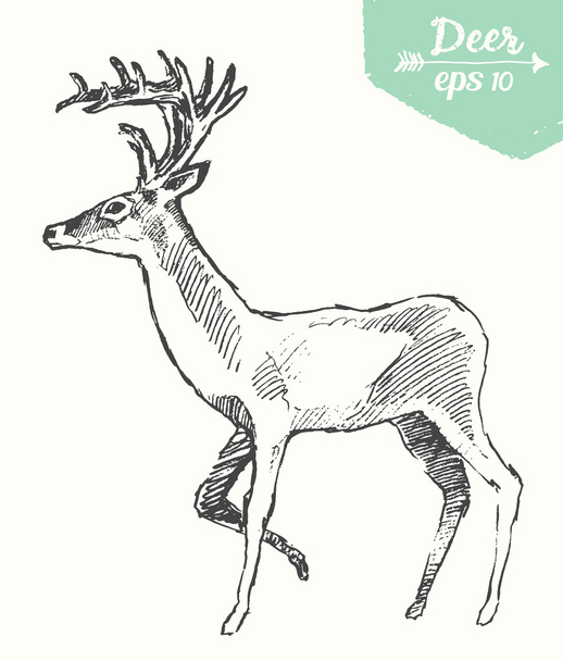 Schizzo cervo disegnato a mano
 - Vettoriali, immagini