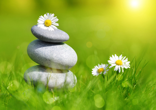 Green grass with stones and daisies - Photo, Image