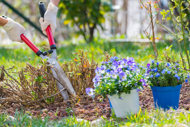 Весеннее домашнее садоводство, обрезка и посадка цветов
 - Фото, изображение