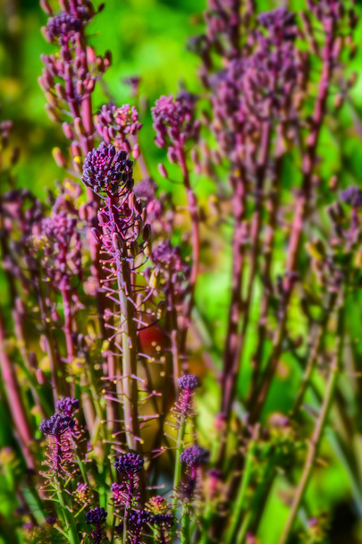 macro détail de champ de fleurs violettes
 - Photo, image