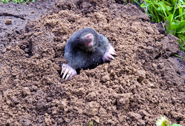 Mole head and legs mole-hill. parasitic animal - Photo, Image
