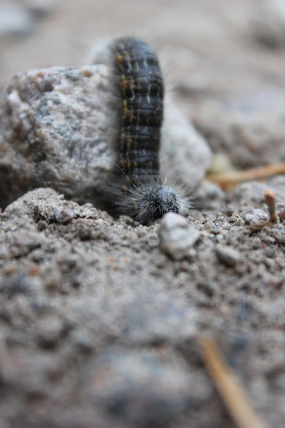 Caterpillar ξεπερνώντας μια πέτρα - Φωτογραφία, εικόνα