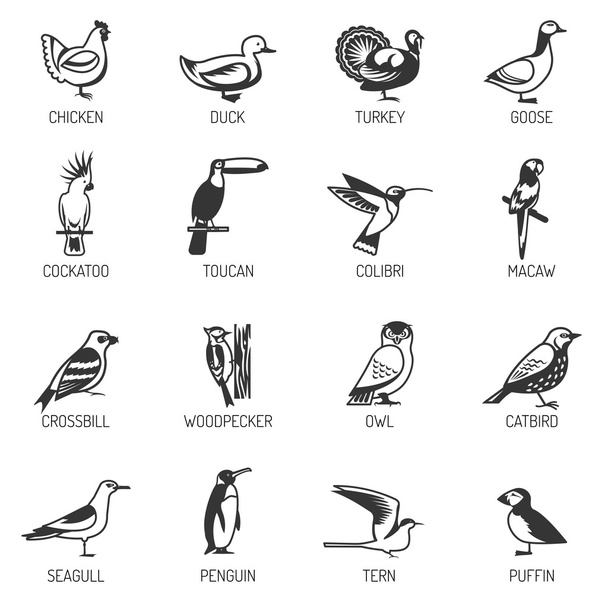 Conjunto de silhuetas de pássaros
 - Vetor, Imagem