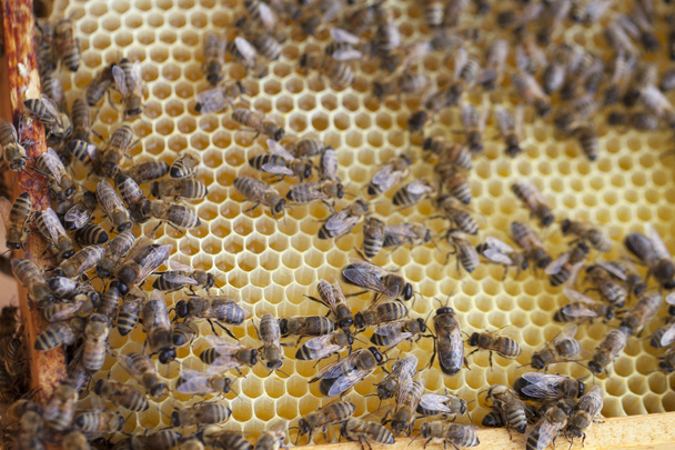 Bees in hive. - Photo, image