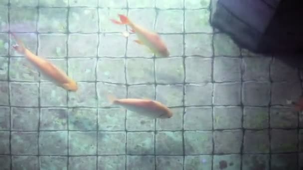Koi ψάρια κυπρίνος σε παλιά που θέλουν το καλό πολύ λιμνούλα - Πλάνα, βίντεο