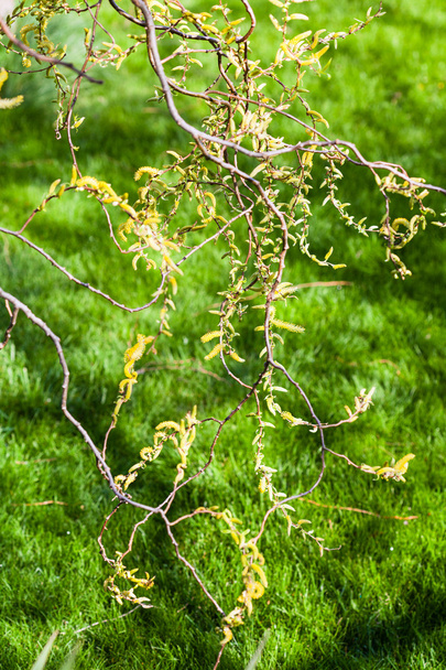 yellow catkins of willow tree and green lawn - Photo, Image