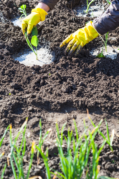 agricultor plantación de plántulas de col en suelo húmedo
 - Foto, imagen
