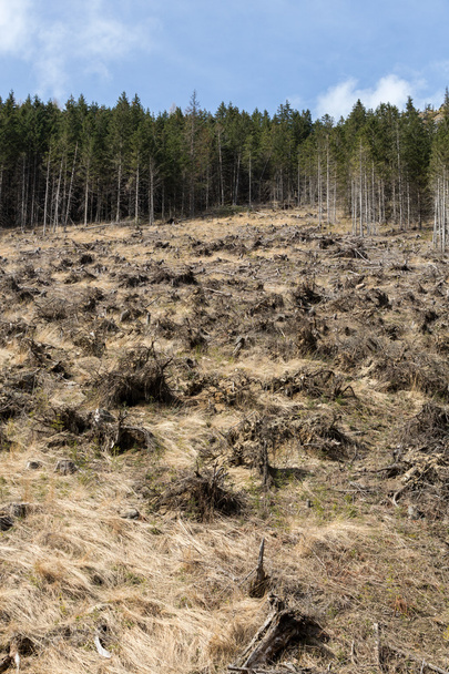  Metsä kaadetaan muuttumassa kuivaksi elottomaksi pelloksi
 - Valokuva, kuva