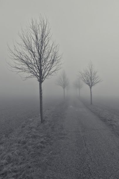 Árboles en la niebla  - Foto, Imagen