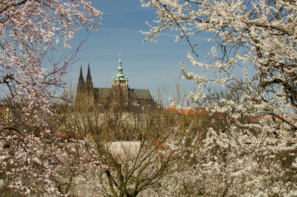 ブロッサムの桜と春のプラハ城観します。 - 写真・画像