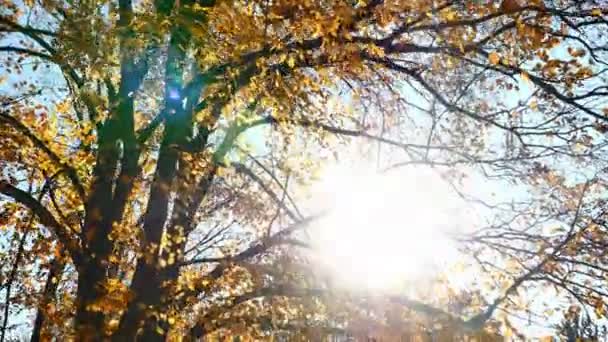 podzimní procházka v lese 4k - Záběry, video
