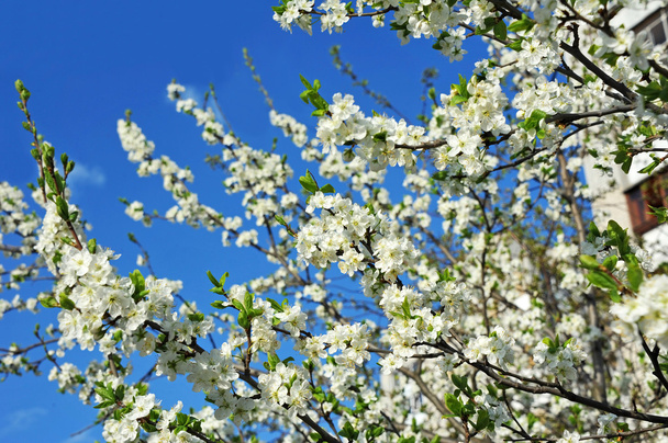 Fiore di ciliegio - Foto, immagini