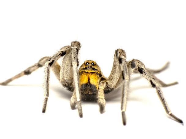 Iso hämähäkki
 - Valokuva, kuva