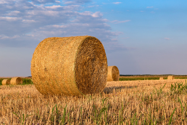 Hay bales on the field after harvest - Foto, Bild