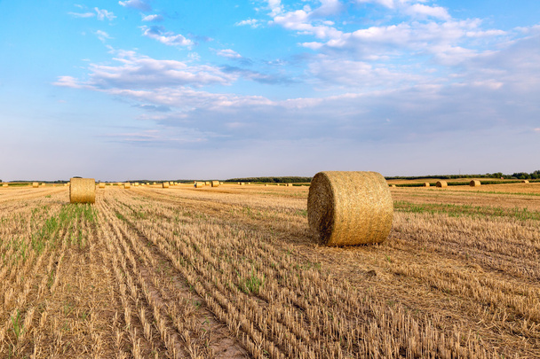 Hay bales on the field after harvest - Photo, Image
