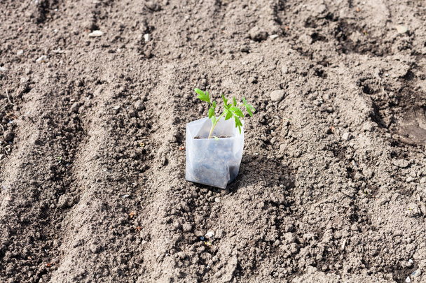 trubka s zelené sazenice rostlin rajčete - Fotografie, Obrázek