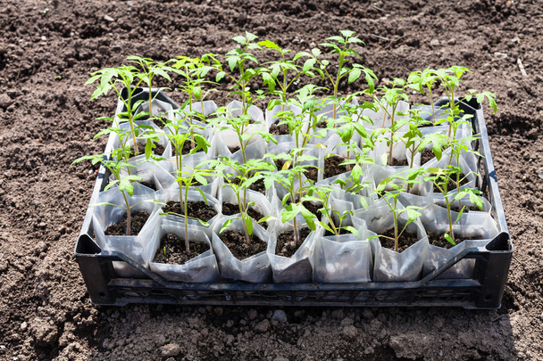 domates bitki of genç yeşil sürgünler kutu - Fotoğraf, Görsel
